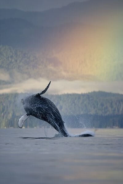 Breaching Humpback Whale and Rainbow, Alaska