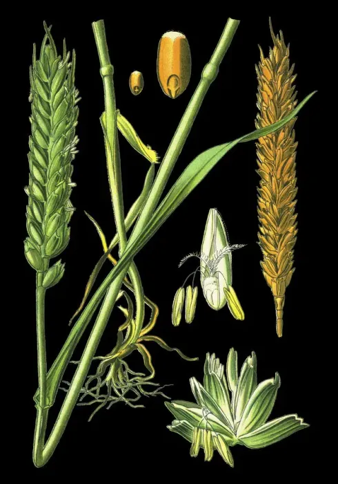 Framed Print : bread wheat Framed Print : bread wheat