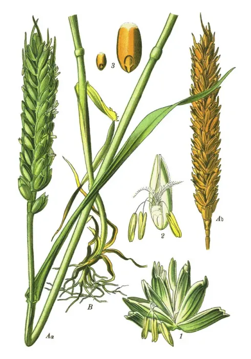 Framed Print : bread wheat Framed Print : bread wheat