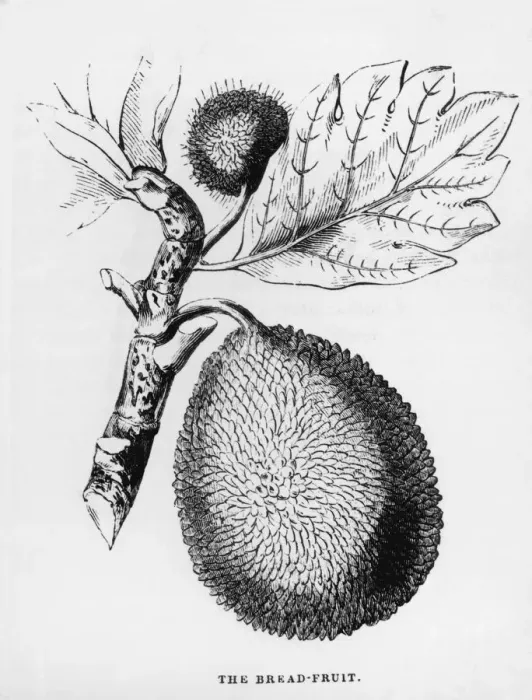 Framed Print : Breadfruit Framed Print : Breadfruit