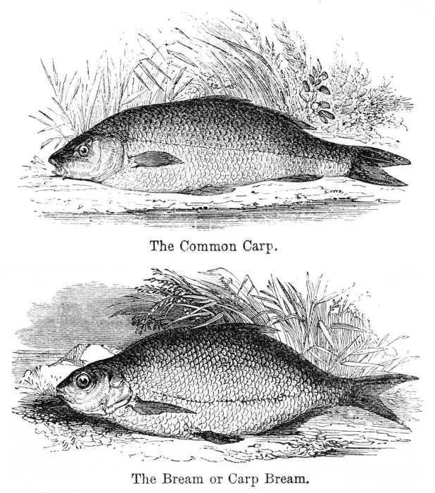 Framed Print : Bream and carp engraving 1878 Framed Print : Bream and carp engraving 1878