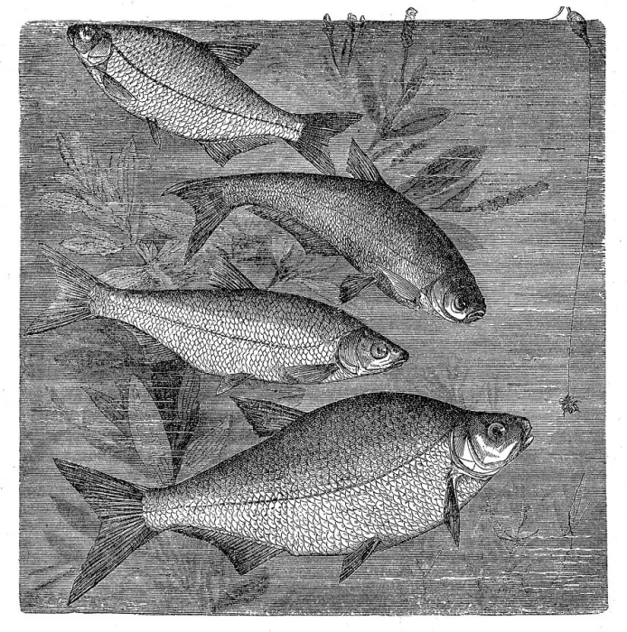 Framed Print : Breams. Illustration of a breams Framed Print : Breams. Illustration of a breams