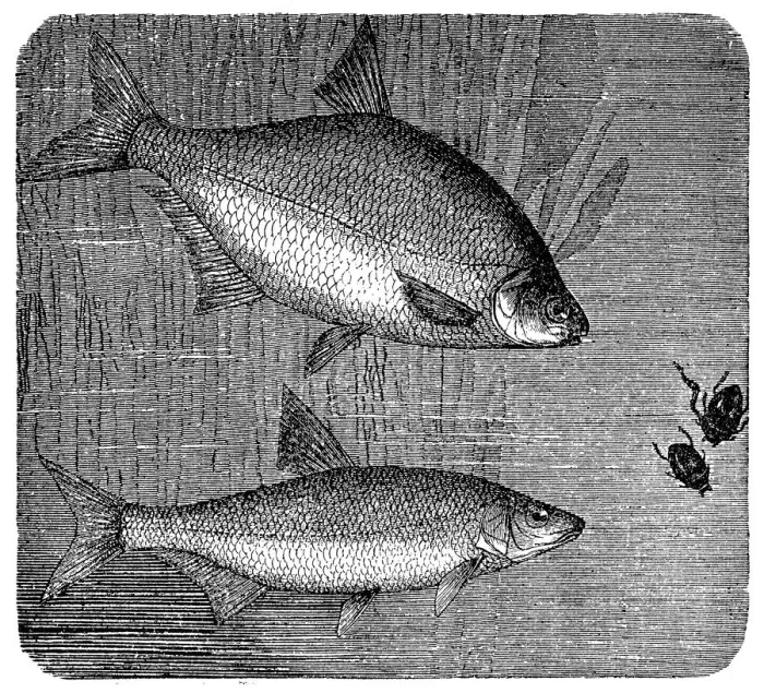 Framed Print : Breams (Abramis brama and Abramis vimba) Framed Print : Breams (Abramis brama and Abramis vimba)