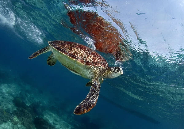 Breath. Sea turtle rest near the surface. And take a breath time to time