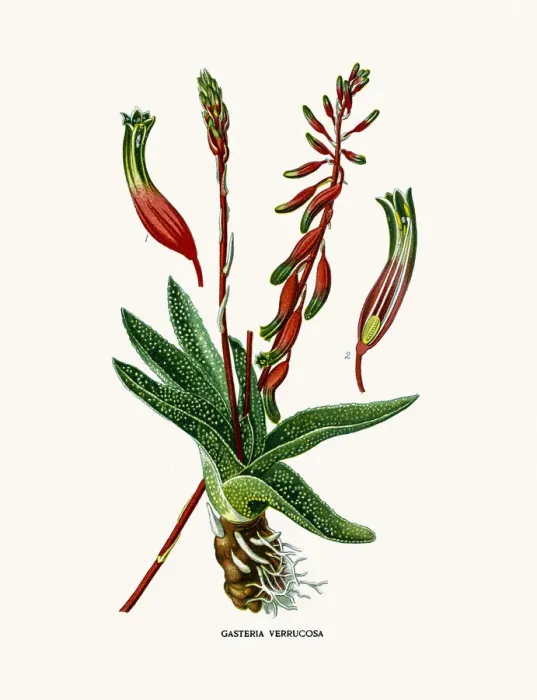 Framed Print : Bredasdorp Gasteria house plant Framed Print : Bredasdorp Gasteria house plant
