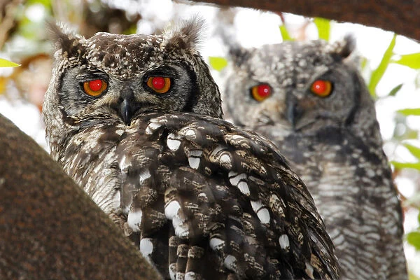 A breeding pair of Spotted Eagle Owls, Bubo africanus, roosting in a tree in Kirstenbosch National Botanical Garden, Cape Town, Western Cape Province, South Africa. Focus is on the male in the foreground with the female out of focus. Red eyes from the fl