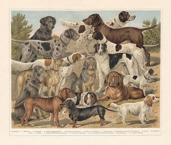Breeds of hunting dogs, chromolithograph, published in 1897