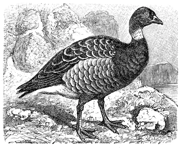 Framed Print : Brent Goose (Branta bernicla) Framed Print : Brent Goose (Branta bernicla)