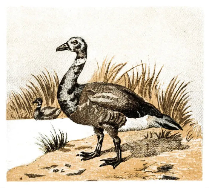 Framed Print : Brent Goose (Branta bernicla) Framed Print : Brent Goose (Branta bernicla)