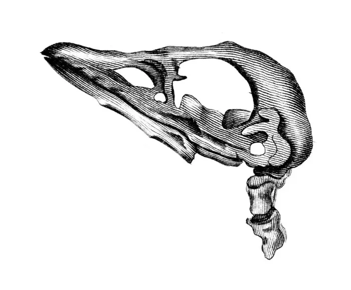 Framed Print : Brevirostris Skull Framed Print : Brevirostris Skull
