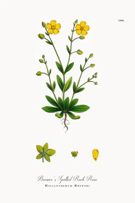 Framed Print : Breweras Spotted Rock Rose, Helianthemum Breweri, Victorian Botanical Illustration, 1863 Framed Print : Breweras Spotted Rock Rose, Helianthemum Breweri, Victorian Botanical Illustration, 1863