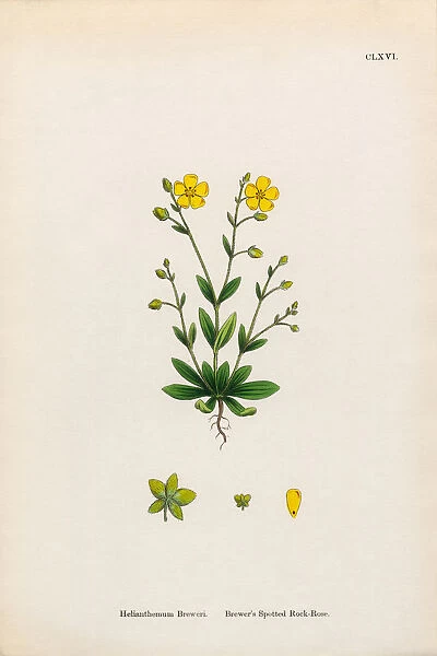 Breweras Spotted Rock Rose, Helianthemum Breweri, Victorian Botanical Illustration, 1863