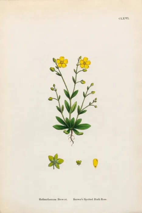 Framed Print : Breweras Spotted Rock Rose, Helianthemum Breweri, Victorian Botanical Illustration, 1863 Framed Print : Breweras Spotted Rock Rose, Helianthemum Breweri, Victorian Botanical Illustration, 1863