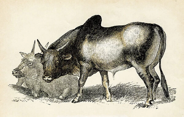 brhamin bull engraving 1851