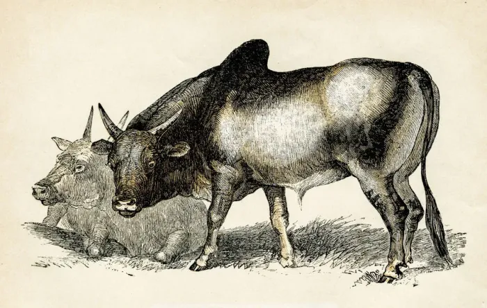 Framed Print : brhamin bull engraving 1851 Framed Print : brhamin bull engraving 1851