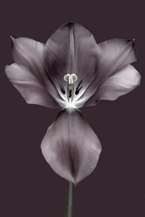 Framed Print : Brian Haslam Photography Framed Print : Brian Haslam Photography