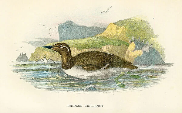 Bridled Guillemot birds from Great Britain 1897