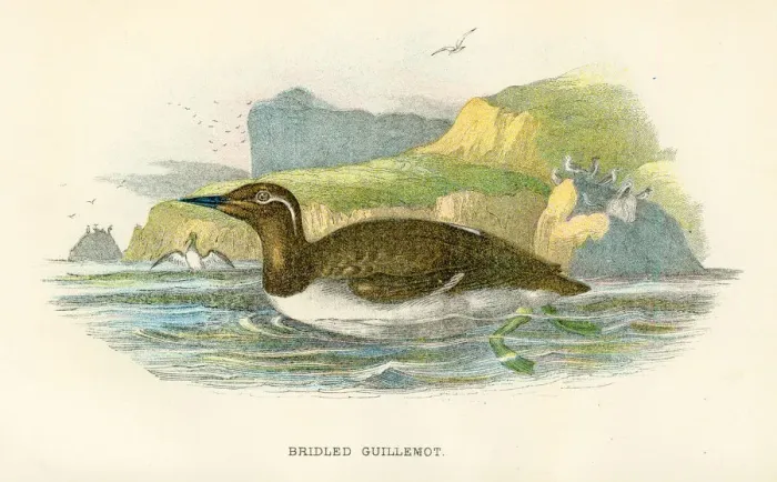 Framed Print : Bridled Guillemot birds from Great Britain 1897 Framed Print : Bridled Guillemot birds from Great Britain 1897