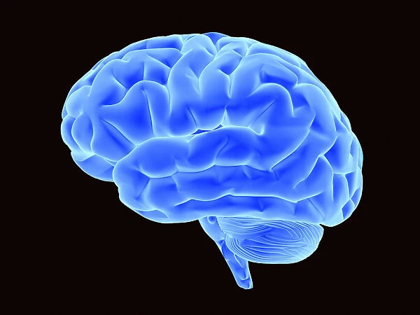 Bright blue brain, 3D illustration