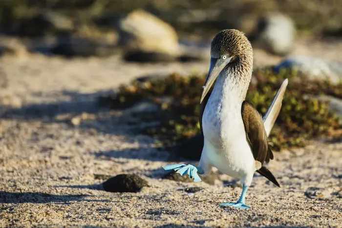 Framed Print : Bright blue feet stand out on a walking blue-footed booby Framed Print : Bright blue feet stand out on a walking blue-footed booby