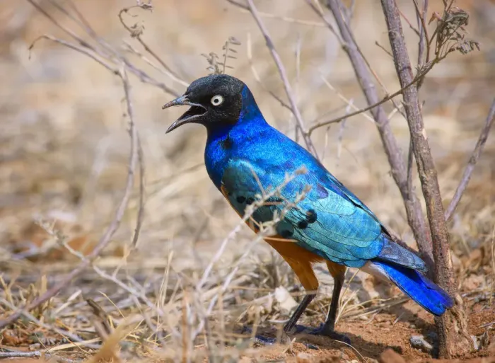 Framed Print : Bright Vibrant Colors of a Superb Starling in Samburu, Kenya
