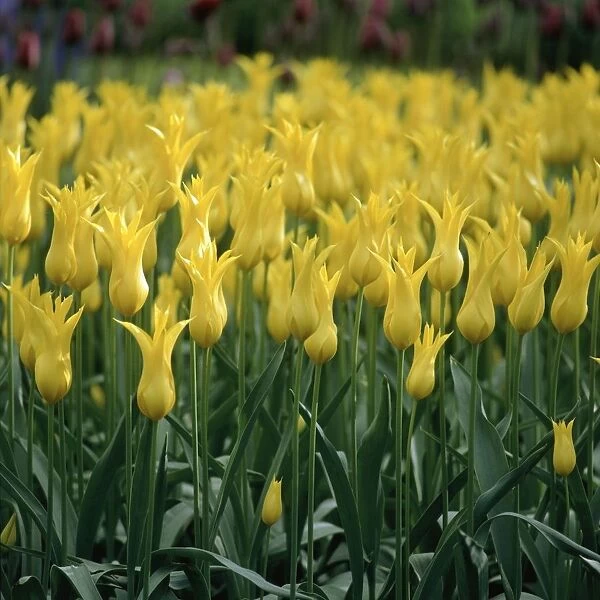 Bright Yellow Flowers at Keukenhof Gardens