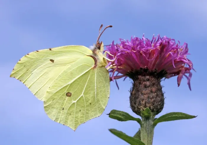 Framed Print : Brimstone. On knapweed at Andrews Wood, Modbury
