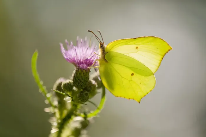 Framed Print : Brimstone -Gonepteryx rhamni- sucking nectar, Lower Saxony, Germany Framed Print : Brimstone -Gonepteryx rhamni- sucking nectar, Lower Saxony, Germany
