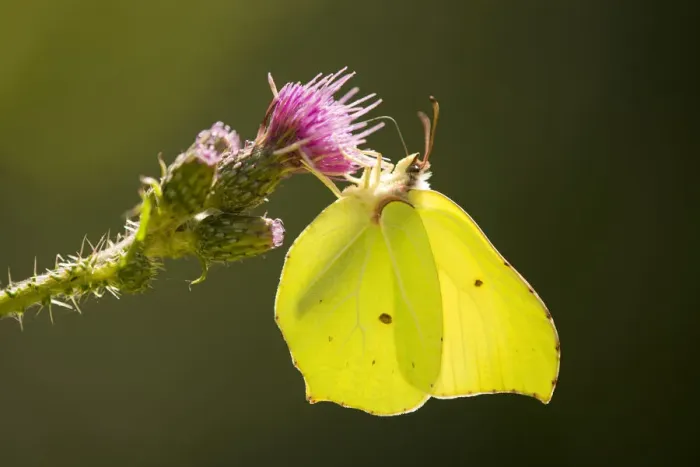 Framed Print : Brimstone -Gonepteryx rhamni- sucking nectar, Lower Saxony, Germany Framed Print : Brimstone -Gonepteryx rhamni- sucking nectar, Lower Saxony, Germany