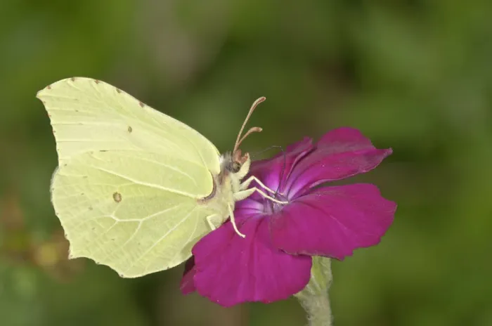 Framed Print : Brimstone -Gonepteryx rhamni-, sucking nectar at Rse Campion -Silene coronaria-, Baden-Wurttemberg, Germany Framed Print : Brimstone -Gonepteryx rhamni-, sucking nectar at Rse Campion -Silene coronaria-, Baden-Wurttemberg, Germany