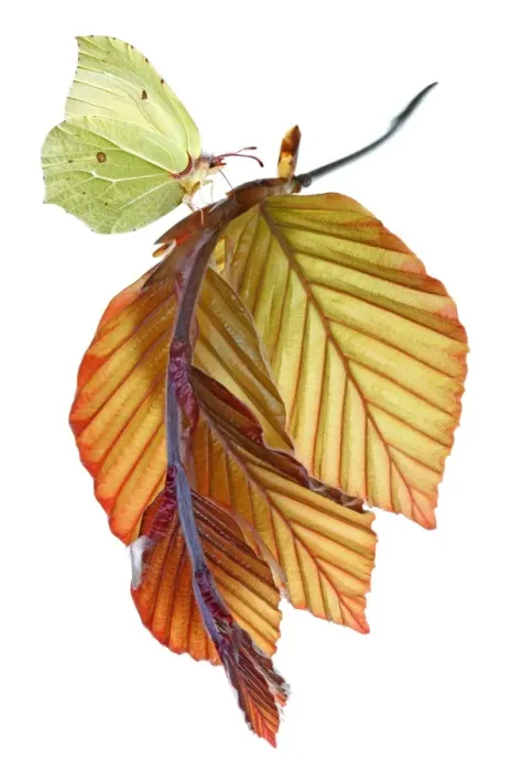 Framed Print : Beech. Brimstone on new copper beech leaves Framed Print : Beech. Brimstone on new copper beech leaves