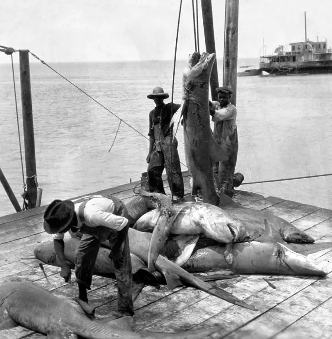 Framed Print : Bringing in Sharks Framed Print : Bringing in Sharks