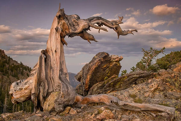 Bristlecone Pine Stump in Rocky Mountain