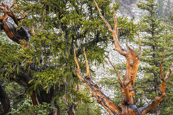 Bristlecone pine tree, Great Basin National Park, Nevada, USA