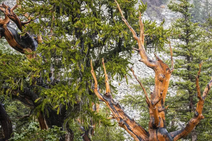 Framed Print : Bristlecone pine tree, Great Basin National Park, Nevada, USA