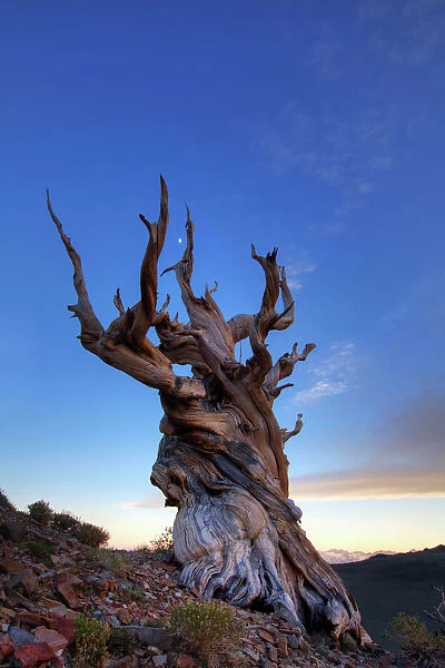 Bristlecone pine tree at sunset, White Mountains, California, USA