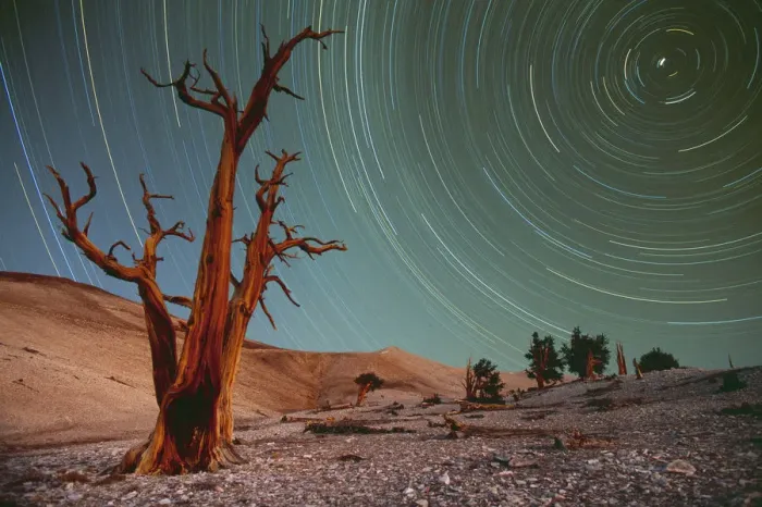 Framed Print : Bristlecone pines (Pinus Longaeva) and startrails Framed Print : Bristlecone pines (Pinus Longaeva) and startrails