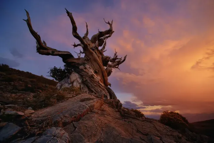Framed Print : Bristlecone Tree Framed Print : Bristlecone Tree