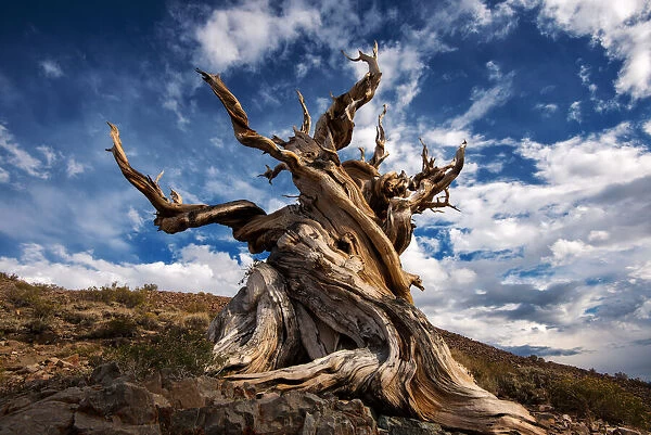 Bristlecone tree. A thousands year old bristlecone tree is one of the oldest