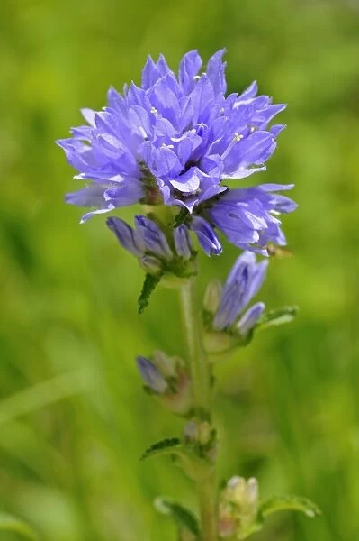 Bristly Bellflower -Campanula cervicaria-, Switzerland, Europe