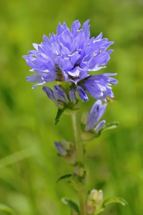 Framed Print : Bristly Bellflower -Campanula cervicaria-, Switzerland, Europe