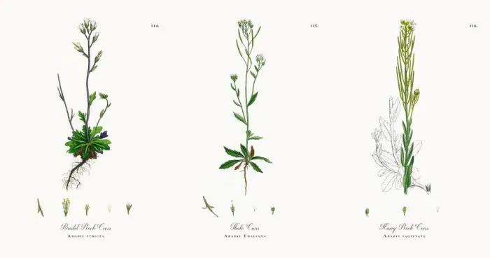 Framed Print : Bristol Rock Cress, Arabis stricta, Victorian Botanical Illustration, 1863 Framed Print : Bristol Rock Cress, Arabis stricta, Victorian Botanical Illustration, 1863