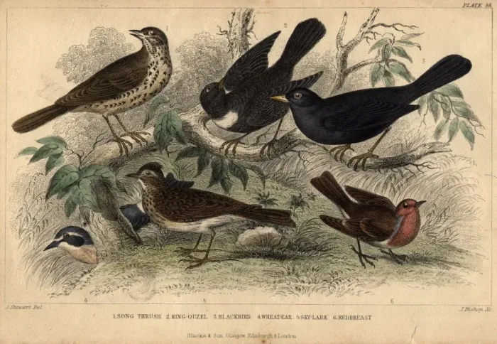 Framed Print : British Birds Framed Print : British Birds