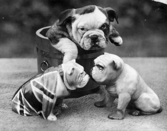 Framed Print : British Bulldog Framed Print : British Bulldog