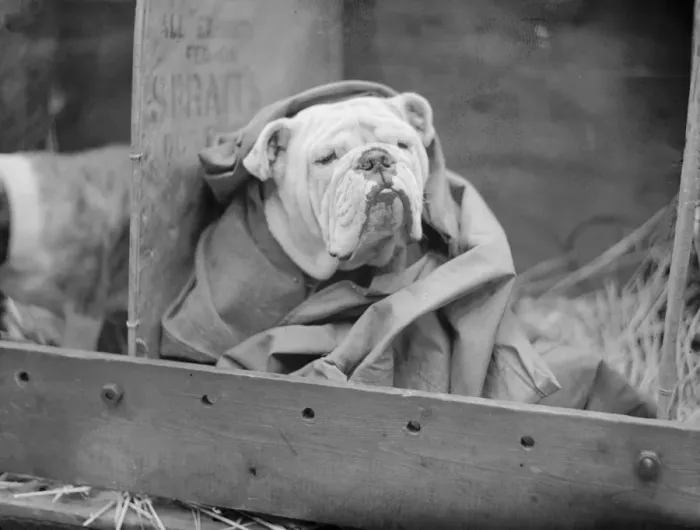 Framed Print : British Bulldog Framed Print : British Bulldog