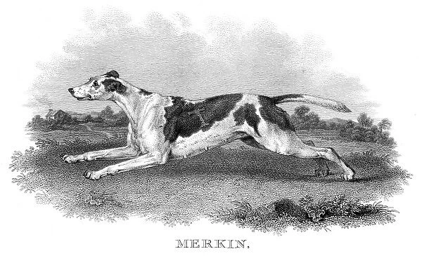 British hunting dog engraving 1812