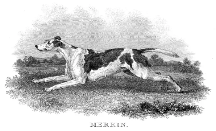 Framed Print : British hunting dog engraving 1812 Framed Print : British hunting dog engraving 1812