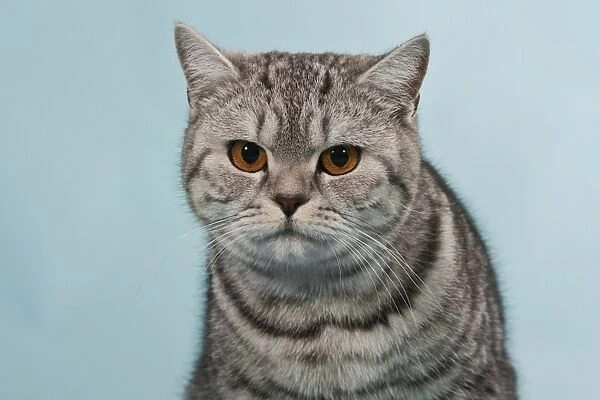 British Shorthair tabby, male cat, portrait