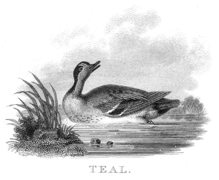 Framed Print : British teal duck engraving 1802 Framed Print : British teal duck engraving 1802