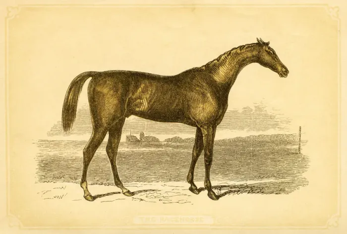 Framed Print : British Thoroughbred horse 1841 Framed Print : British Thoroughbred horse 1841
